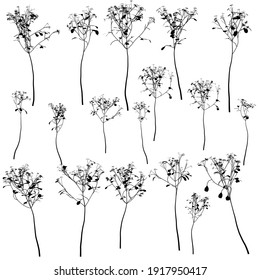 Set with silhouettes of detailed plants isolated on white background. Vector illustration
