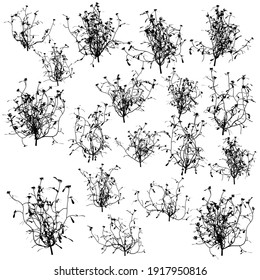 Set with silhouettes of detailed plants isolated on white background. Vector illustration