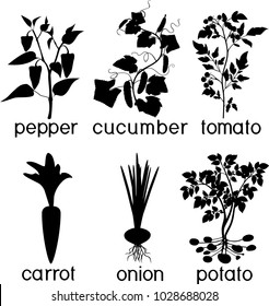 Set of silhouettes of different agricultural vegetable plants