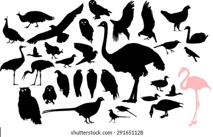 Set of silhouettes of different birds