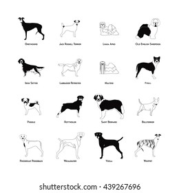 Set of silhouettes of different dog breeds on a white background