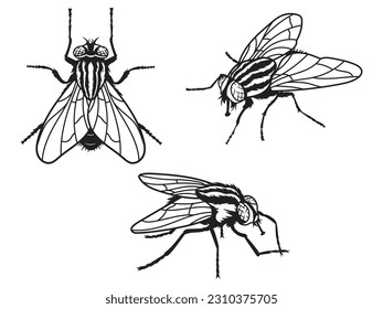 Conjunto de siluetas de diferentes moscas. Colección de moscas de casa insectos. Un insecto dañino. Zumbido. Ilustración vectorial del insecto sobre fondo blanco.