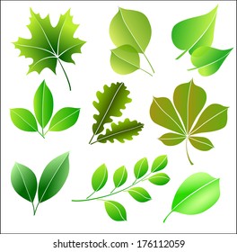 Set silhouettes of different green leaves for a fresh spring or summer design