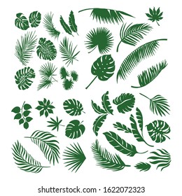 Set of silhouettes of different leaves of palm trees, trees. Vector