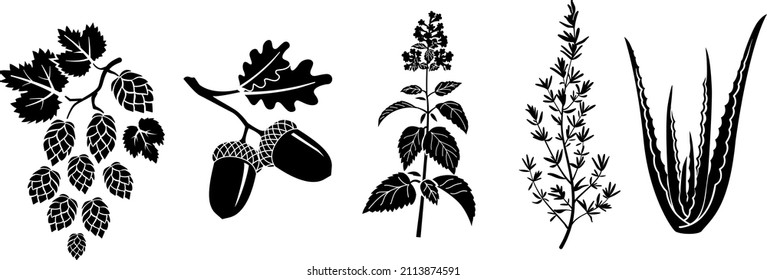 The set of silhouettes of different plants. Hop, oak, catnip, thyme, aloe vera.
