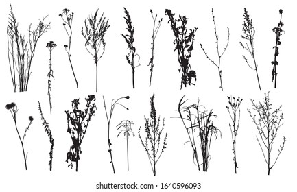 Set of silhouettes different plants and weeds. Vector illustration.