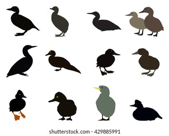 Set of Silhouettes of different types of existing ducks. Vector Illustration. EPS10