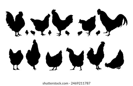 Un conjunto de siluetas de gallinas domésticas, gallos y gallinas. Aves de Vector doméstico realistas Gallus gallus domesticus.