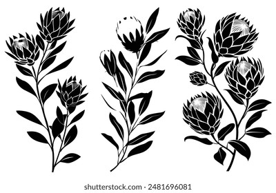 Set of silhouettes of exotic protea flowers with stem and leaves, isolated on a white background