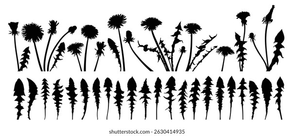 The set silhouettes of field dandelions.

