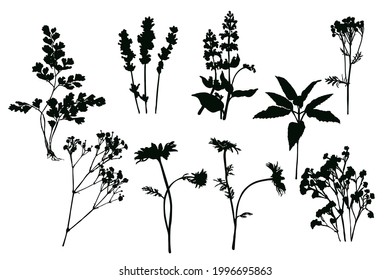 Set of silhouettes of field herbs and flowers. Black imprint on white background