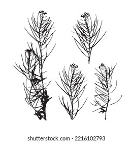 Set of silhouettes of field herbs. Imprints of natural herbs. Decorative grass isolated elements on a white background. Suitable for designing postcards, and patterns. Stock vector illustration.