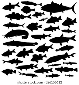 set of silhouettes of fish isolated on a white background