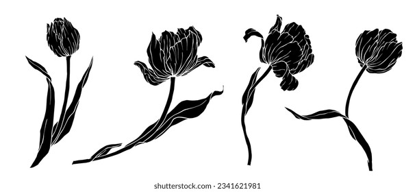 Conjunto de siluetas de flores y brotes de tulipanes.Gráficos vectoriales.