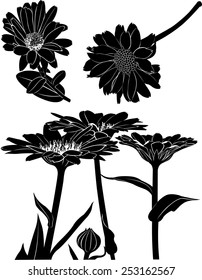 set of silhouettes of flowers of calendula