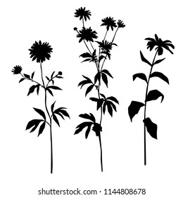 Set of silhouettes of flowers chamomile, daisy, wild flowers, vector, black  color, isolated on white background