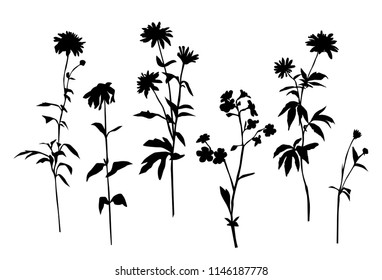 Set of silhouettes of flowers chamomile, daisy, wild flowers, vector, black  color, isolated on white background