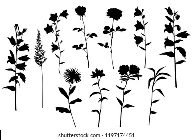 Set of silhouettes of flowers chamomile, daisy, campanula, rose,  wild flowers, vector, black  color, isolated on white background