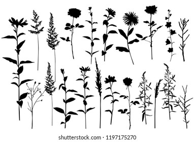 Set of silhouettes of flowers chamomile, daisy, campanula, rose,  wild flowers, vector, black  color, isolated on white background