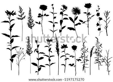 Set of silhouettes of flowers chamomile, daisy, campanula, rose,  wild flowers, vector, black  color, isolated on white background