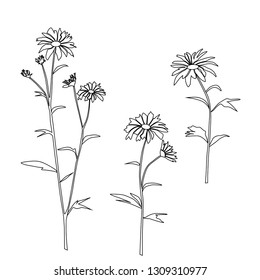 Set of silhouettes flowers daisie, chamomile,  vector illustration , black colors, isolated on white background