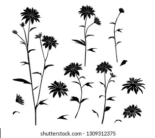 Set of silhouettes flowers daisie, chamomile,  vector illustration , black colors, isolated on white background