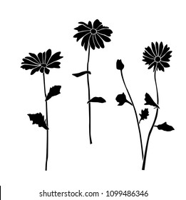 Set of silhouettes of flowers daisies, carnations, chamomile, vector, black color, isolated on white background