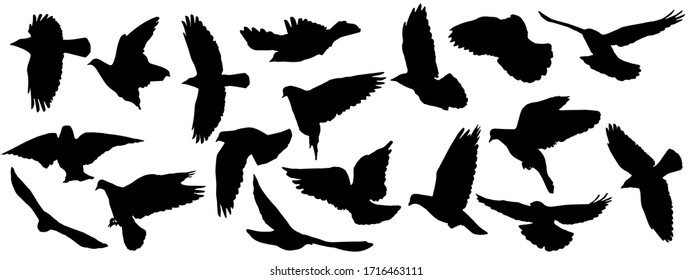 Set of silhouettes of flying birds (pigeon, crows) on white background. Vector illustration.