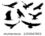 Set of silhouettes of Flying and sitting eagle in black in different poses isolated on a white background. High Detail. Vector realistic Illustrations