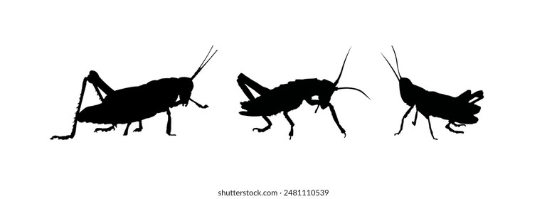 set of silhouettes of a grasshopper, locust, cricket	