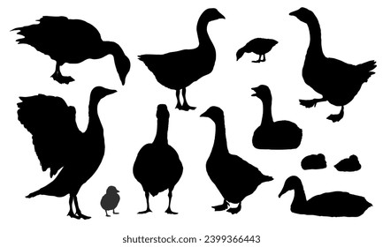 Set of silhouettes of gray geese.. The gray domestic goose stands, looks for food, takes off and swims. Geese and goslings. Farm Birds, Realistic Vector Animal