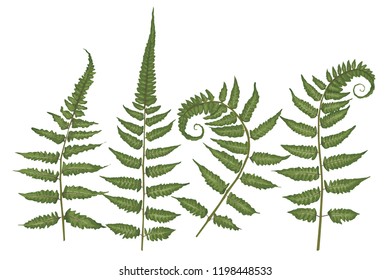 Set of silhouettes of a green forest fern isolated on white background. Vector illustration
