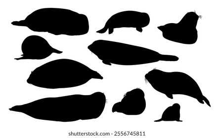 Set of silhouettes of harbor seals and their pups. Seal Phoca vitulina. Wild animals of the northern hemisphere. Realistic pinniped animal