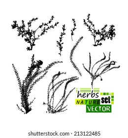 Set of silhouettes of herbs. Vector 