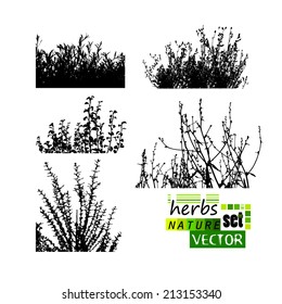 Set of silhouettes of herbs. Vector 