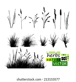 Set of silhouettes of herbs. Vector 