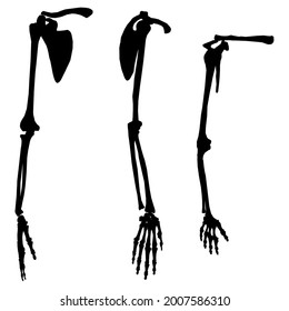 Set with silhouettes of human skeleton hands in different positions isolated on white background. Vector illustration