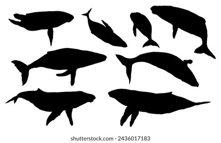 Set of silhouettes humpback whales and their calves. Realistic secondary aquatic mammals Megaptera novaeangliae. Vector animals