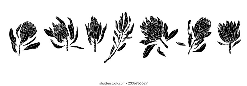 Set of silhouettes, kakula protea flowers. Vector graphics.