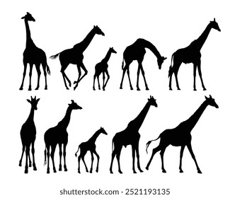 Set silhouettes of large and small giraffes.
