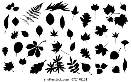 Set of silhouettes of leaves of different trees. Vector illustration.