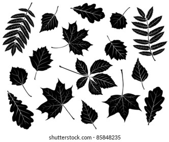 Set of silhouettes of leaves. Maple, oak, mountain ash, birch, aspen, wild grapes, poplar and hawthorn. Isolated on white.