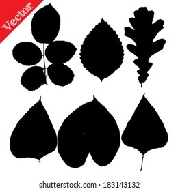 Set of silhouettes of leaves of trees and flowers isolated on white vector