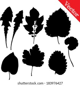 Set of silhouettes of leaves of trees and flowers isolated on white vector