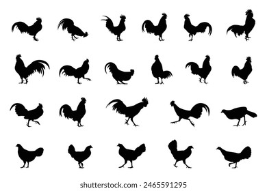 Set of silhouettes of male and female jungle fowl in various poses. Beautiful chickens. Vector illustration.