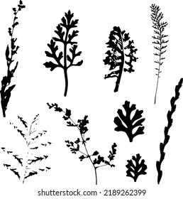 Set of silhouettes of meadow herbs, twigs. Elements isolated on white background. Hand drawn decorative botanical elements. Vector eps-10