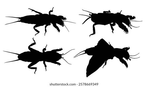 Set of silhouettes of a mole crickets.