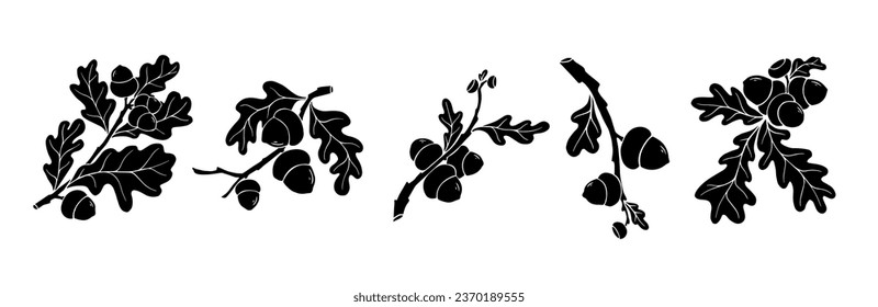 Conjunto de siluetas de ramas de roble con bellotas. Gráficos vectoriales decorativos.	