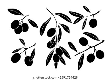 Set of silhouettes of olive tree branches with berries.Vector graphics.