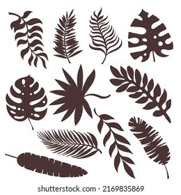 Set of silhouettes of palm leaves and other leaves of exotic trees